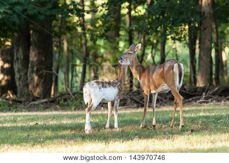 Whitetail Deer Doe And Fawn
