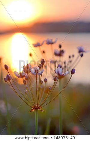 Flowering rush (Butomus umbellatus) at sunset, close up