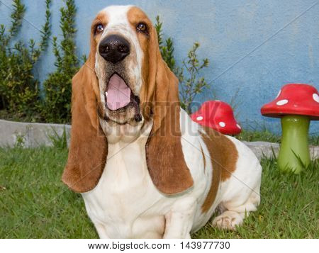 Dog breed Basset Hound in garden photo.