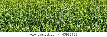 Grass Meadow Panorma as Background. Outdoor shot.