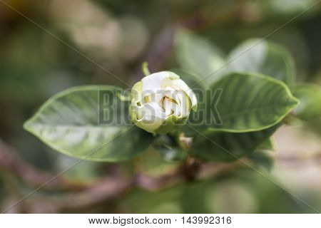 Gardenia jasminoides (Cape jasmine) foliage and flower