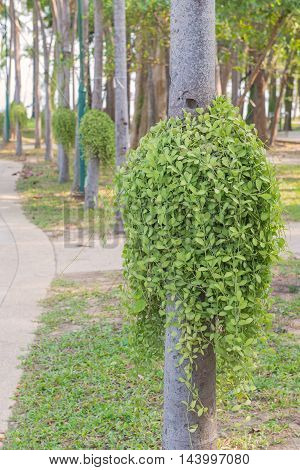 Dischidia Ruscifolia Or Million Hearts Plant On Tree