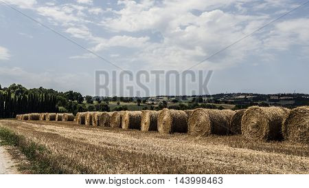 cylindrical hay bales line in a field