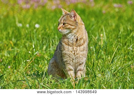 Outbred Cat Sitting On The Green Grass