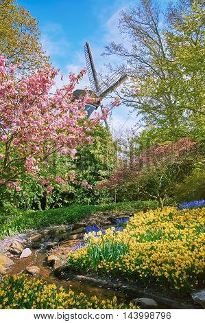 Blooming Garden in the Netherlands at Springtime