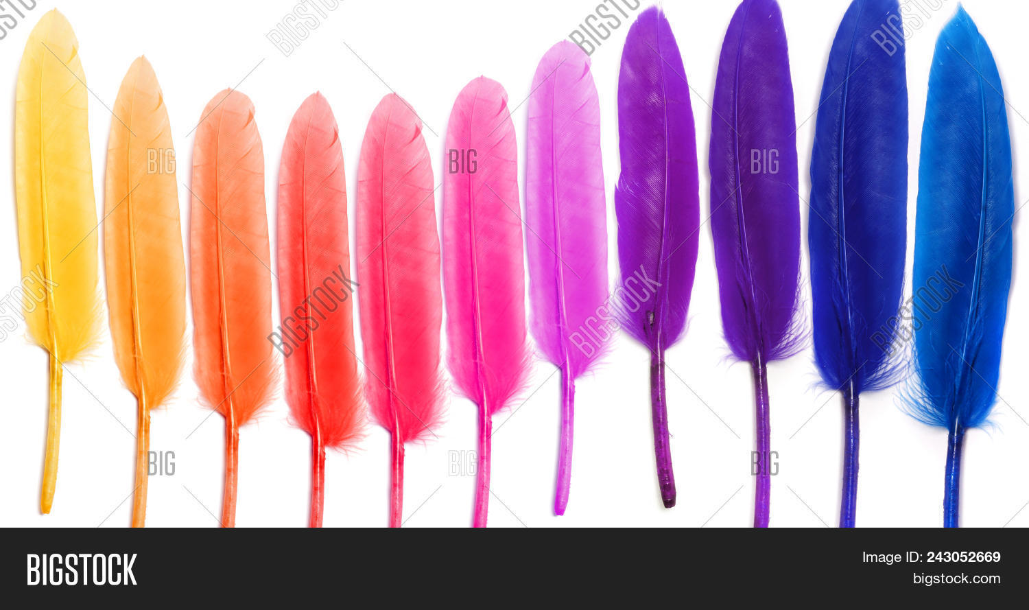 Rainbow Feathers. Image & Photo (Free Trial) Bigstock