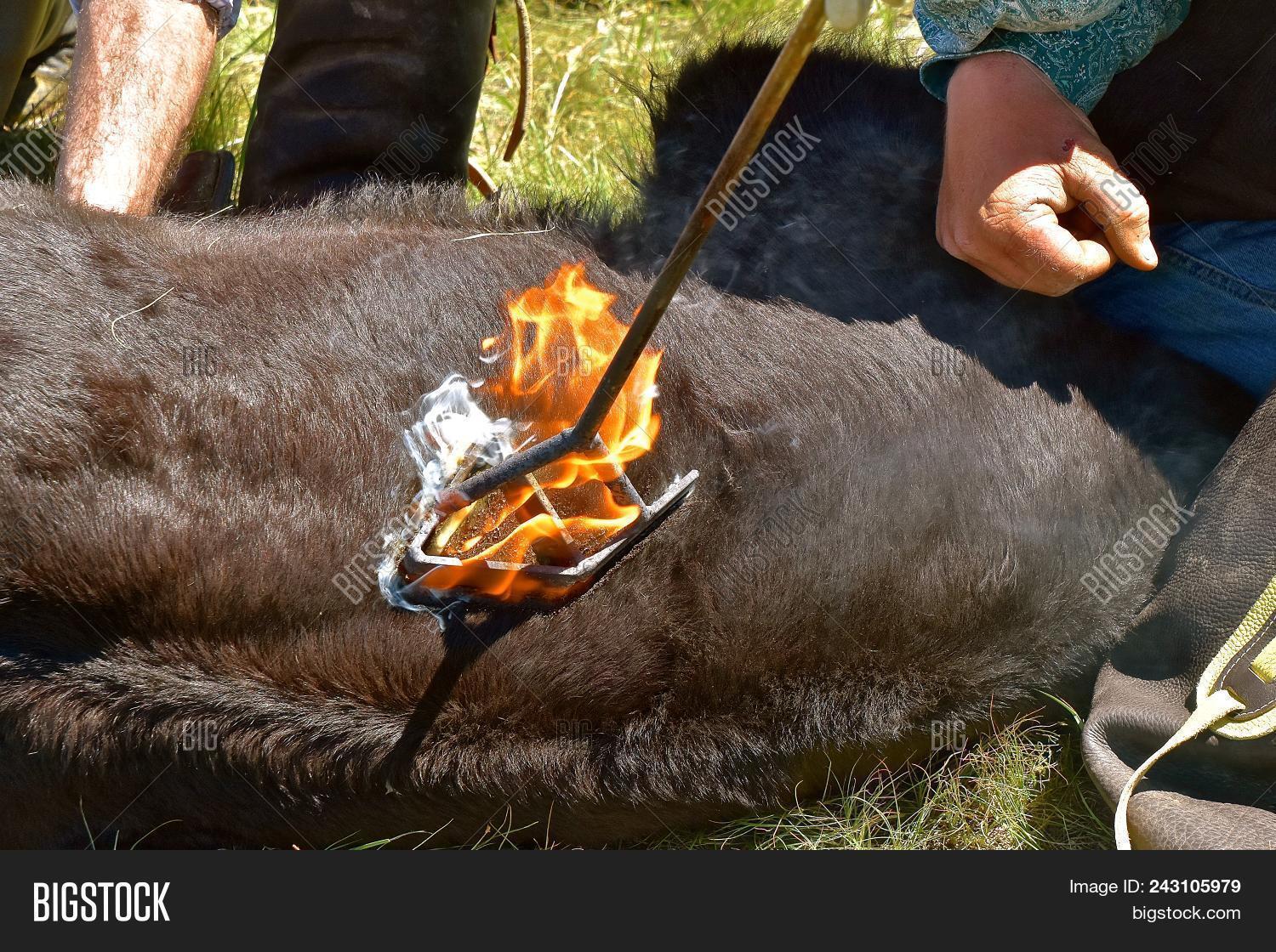Branding Iron On Beef Image & Photo (Free Trial) Bigstock