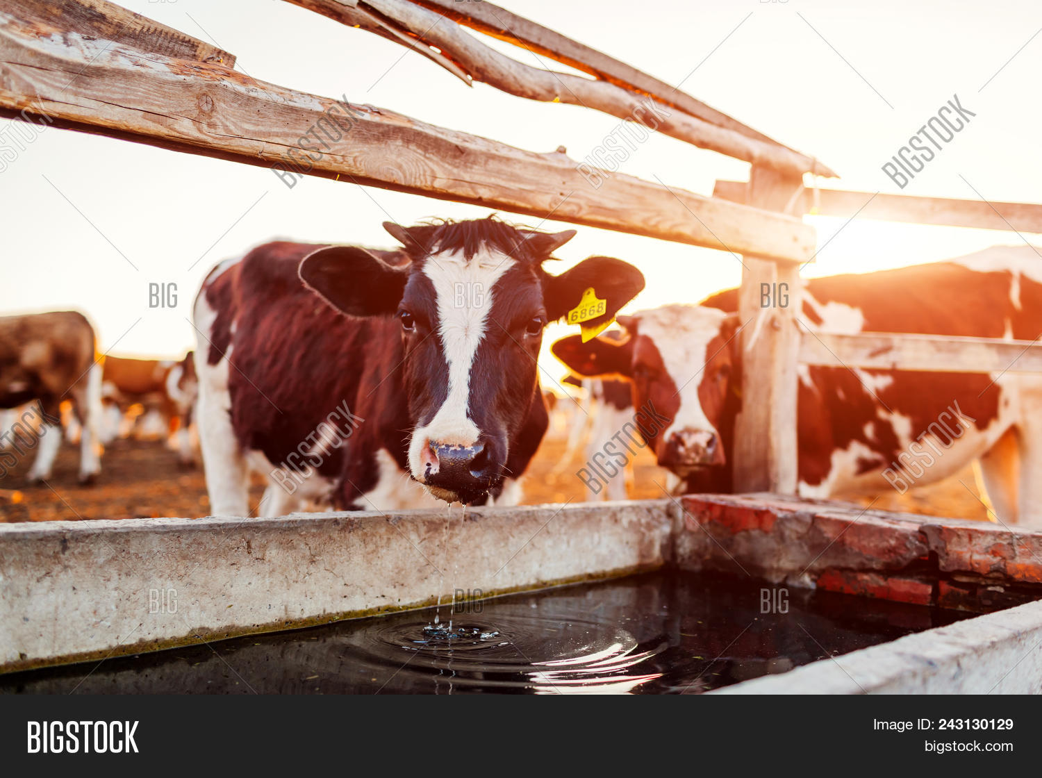 Cows Drinking Water On Image & Photo (Free Trial) Bigstock