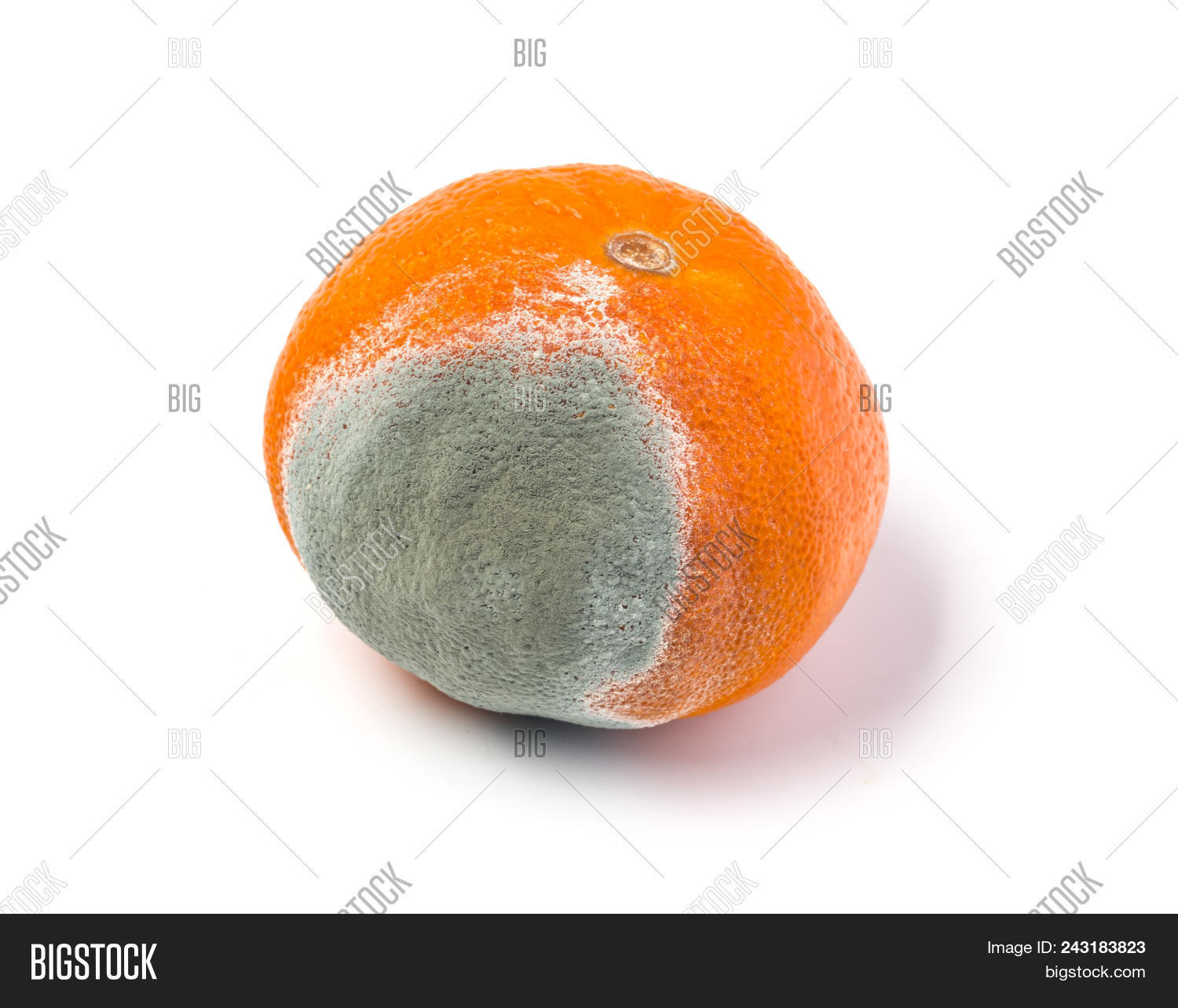 Moldy Mandarine On Image & Photo (Free Trial) Bigstock