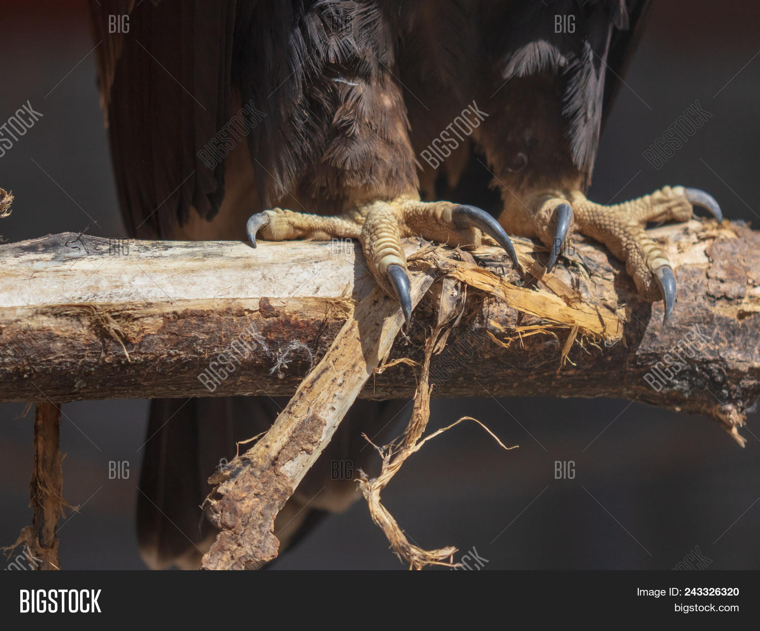 Paws Eagle On Branch Image & Photo (Free Trial) Bigstock