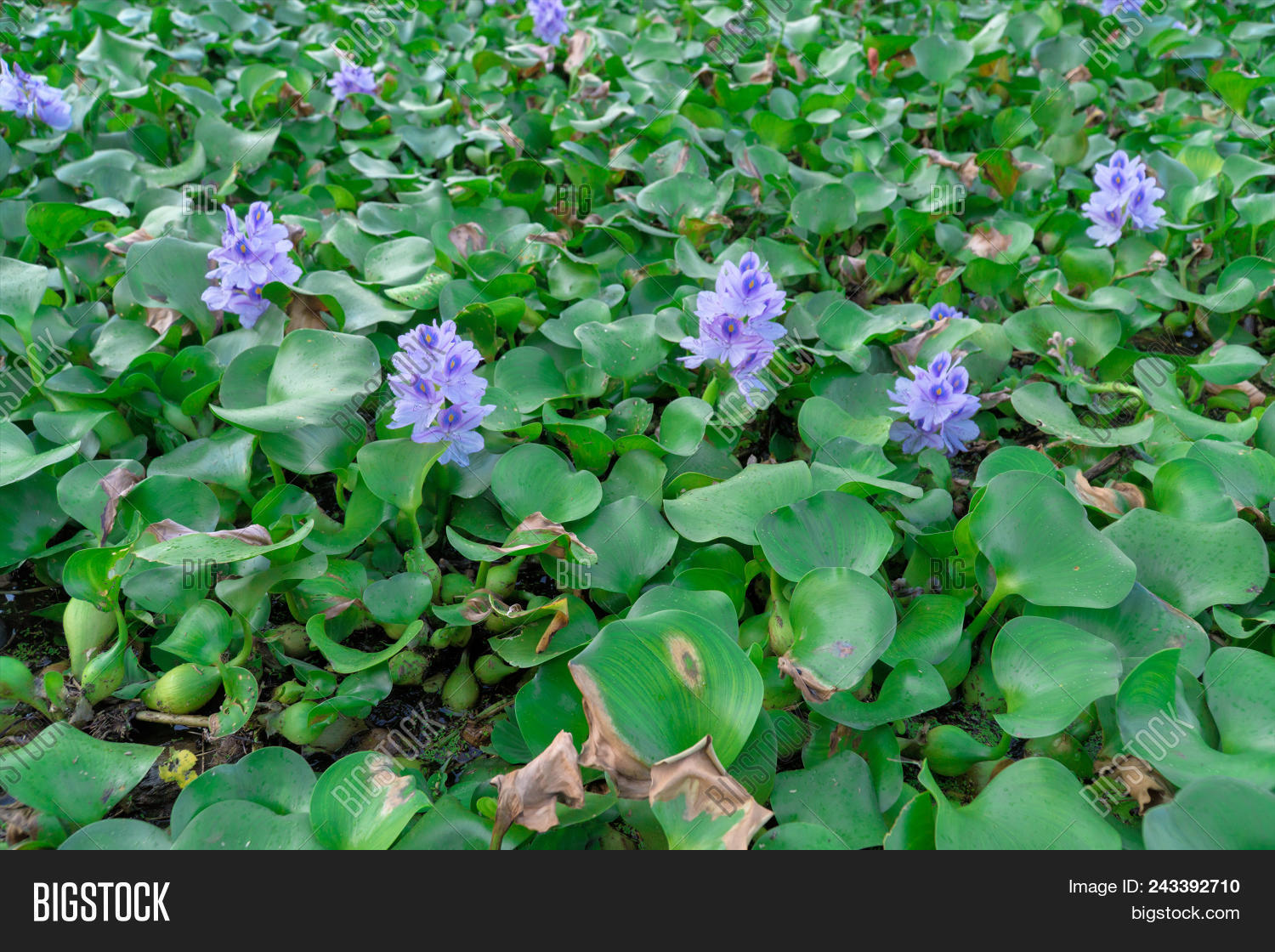 Common Water Hyacinth, Image & Photo (Free Trial) Bigstock
