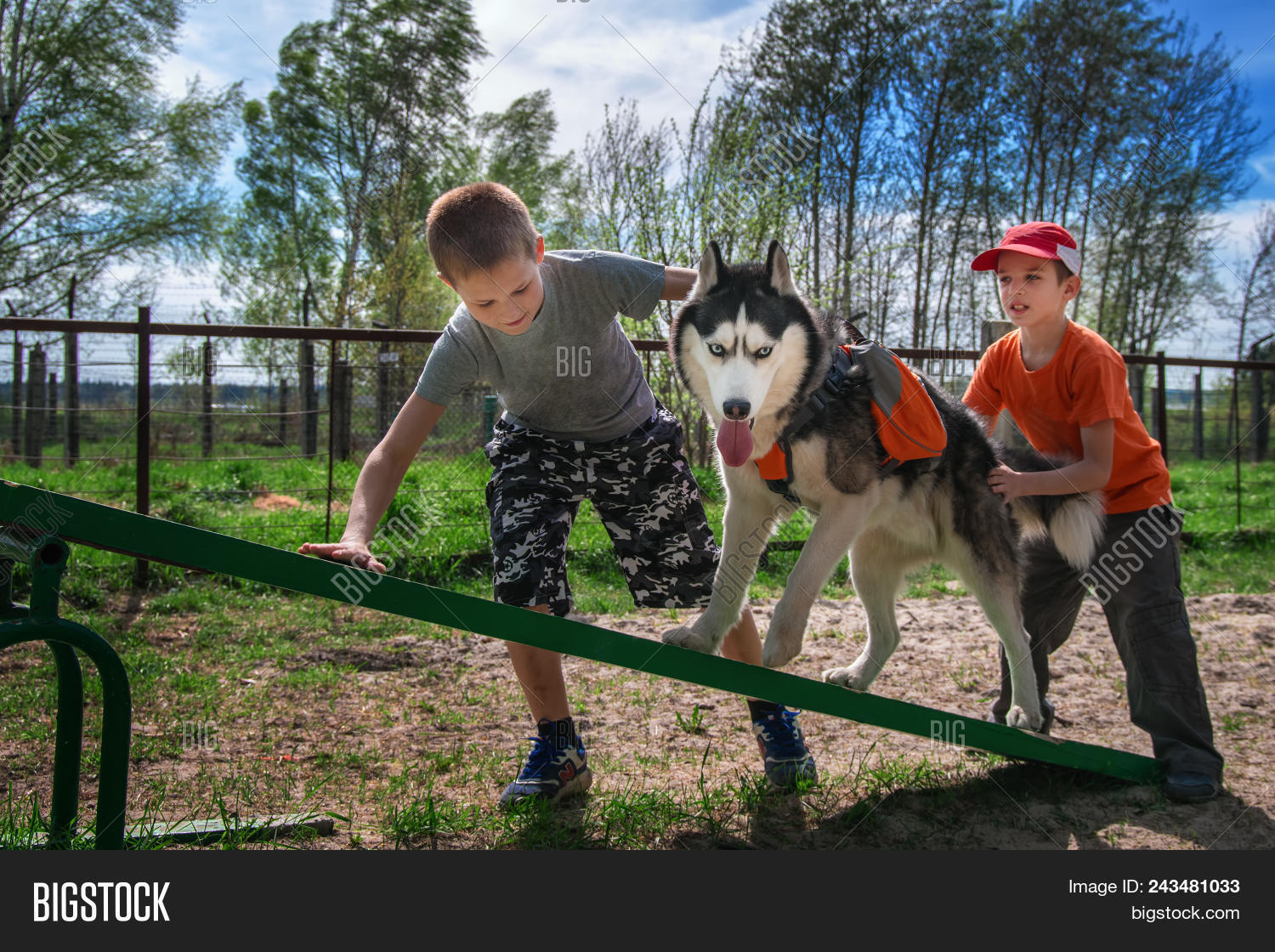 husky agility training