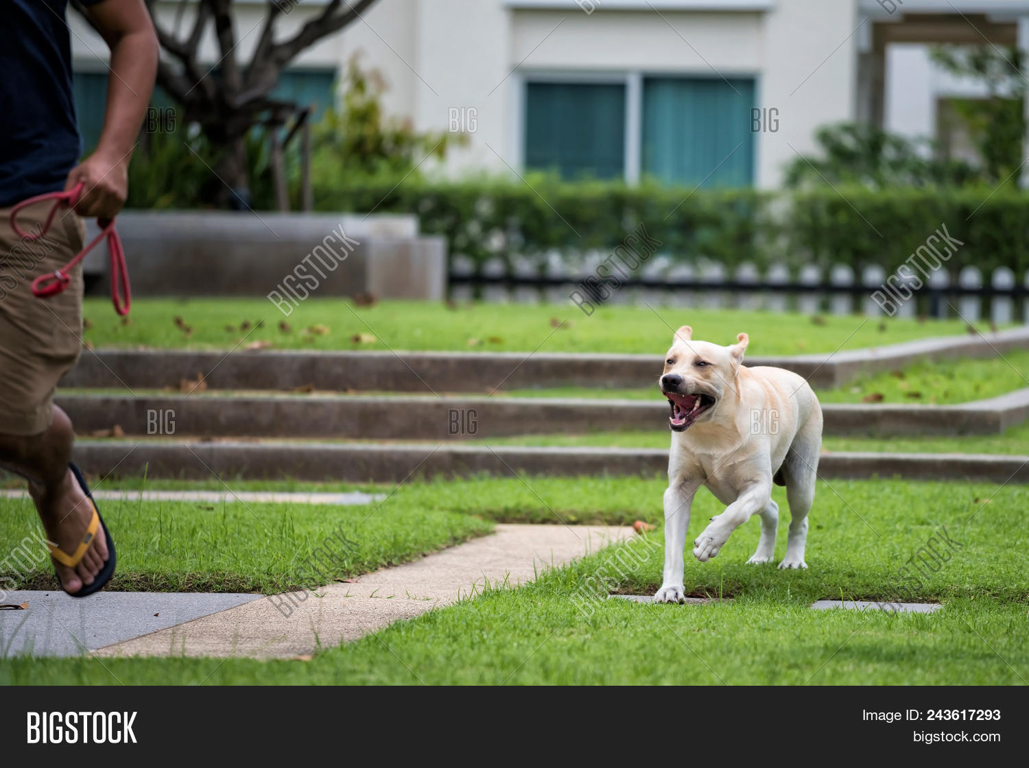 Are Labrador Retrievers Aggressive