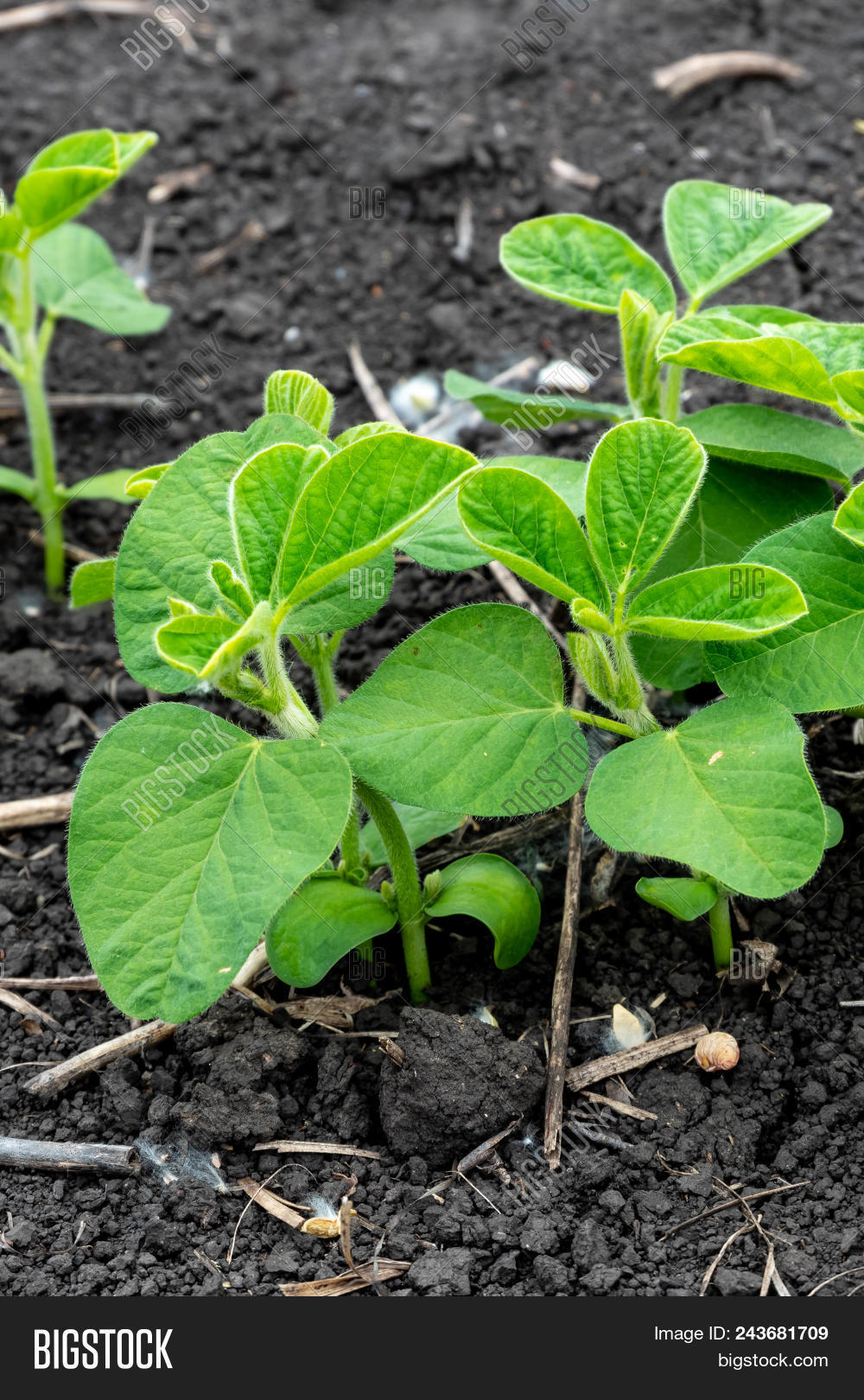 Soybean Flowers On Soy Image & Photo (Free Trial) Bigstock