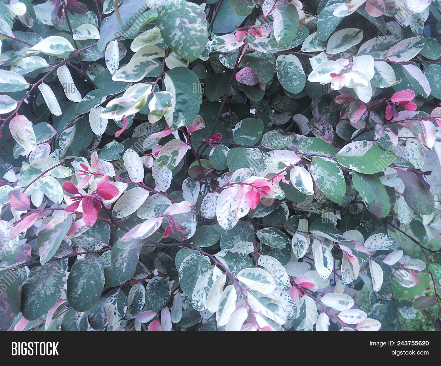 Foliage Background, Image & Photo (Free Trial) | Bigstock