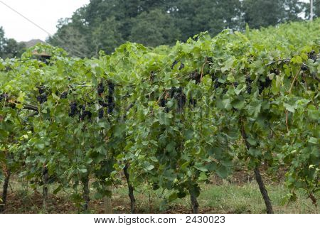 Reben am Weingut
