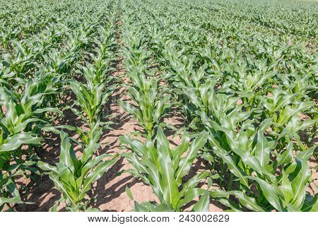 Green Corn Field. Green Corn Growing On The Field, Blue Sky And Sun