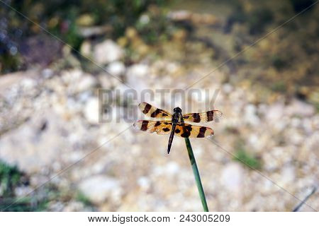A Halloween Pennant Dragonfly (celithemis Eponina) Perches On A Reed Beside The Quarry Pond In The R