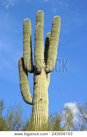 Saguaro cactus in the Arizona desert. Big Beautiful Saguaro cactus 
