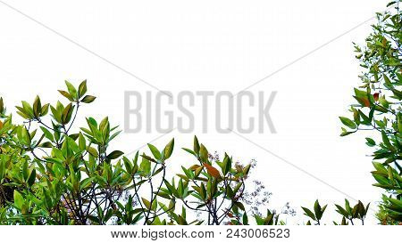 Top View A Tropical Tree Leaves With Branches On White Isolated Background For Green Foliage Backdro