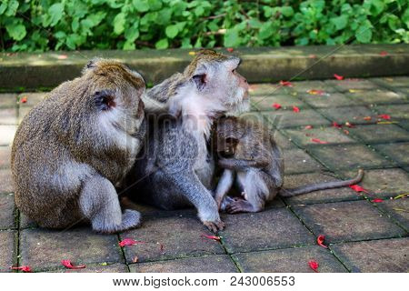 Male Monkey Search For Flea In Female Monkey And Female Monkey Hug Little Monkey