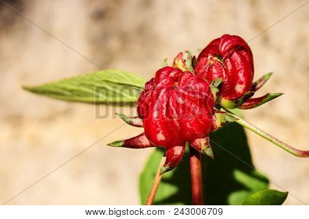 Imperfect Red Rosella Pod Caused By Pest Under Morning Sun Shine