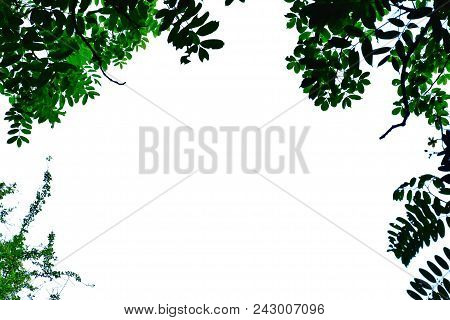 Top View A Tropical Tree Leaves With Branches On White Isolated Background For Green Foliage Backdro