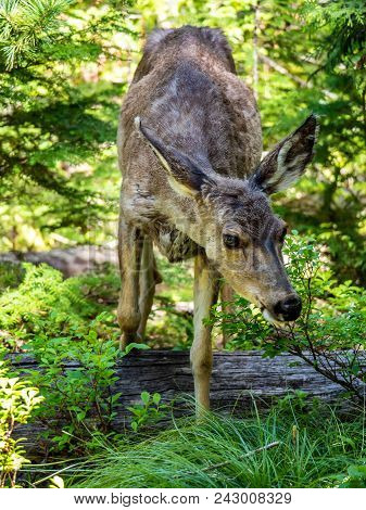 A Young Female Deer Seems To Not Mind The Camera On Sperry Trail In Glacier National Park, Montana O