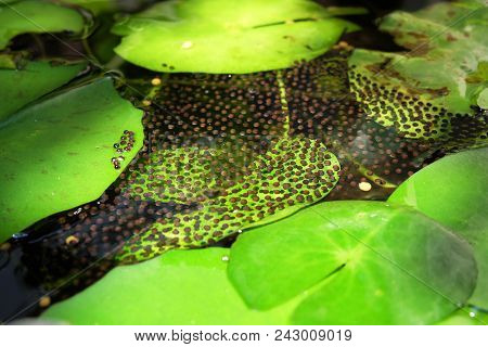 Frog Eggs In Water. Frog Eggs And Lotus Tree In Ecology.