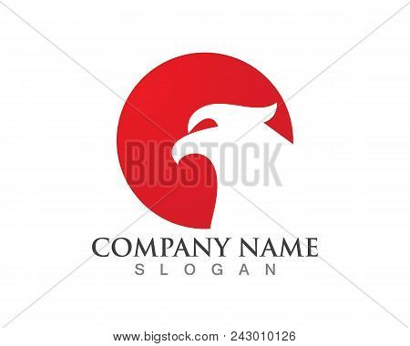 Falcon Eagle Bird Logo Template Vector Icon
