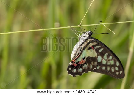 Common Jay Butterfly (graphium Doson) Resting On Grass Flower After Birth