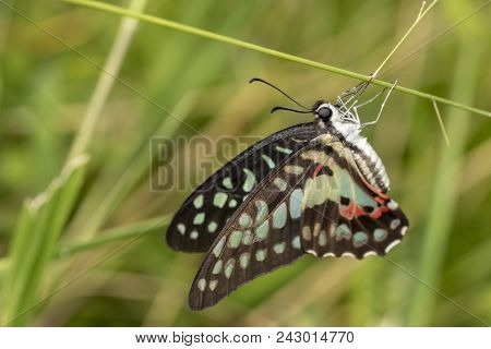 Common Jay Butterfly (graphium Doson) Resting On Grass Flower After Birth