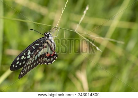 Common Jay Butterfly (graphium Doson) Resting On Grass Flower After Birth