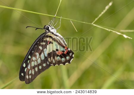 Common Jay Butterfly (graphium Doson) Resting On Grass Flower After Birth