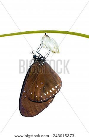 Isolated Common Crow Butterfly ( Euploea Core ) Emerged From Pupa On White Background
