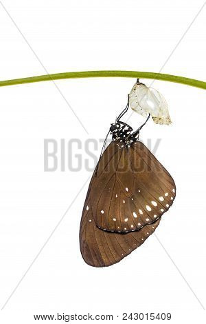 Isolated Common Crow Butterfly ( Euploea Core ) Emerged From Pupa On White Background