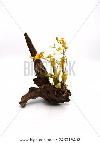 Artificial Yellow Orchid Flower Made From Japanese Soild.