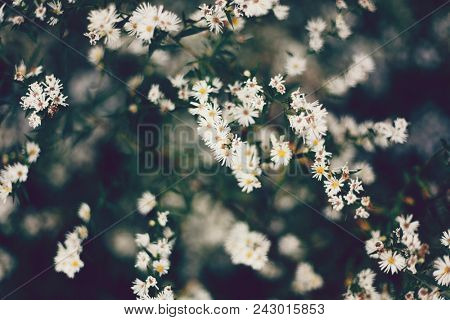 Closeup of white cutter flower