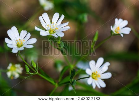 White Flowers Stellaria (stellaria Holostea) Close-up. Plant Grass In A Green Forest, Meadow. Herbal