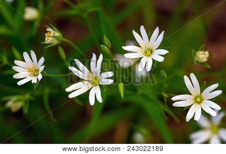 White Flowers Stellaria (stellaria Holostea) Close-up. Plant Grass In A Green Forest, Meadow. Herbal
