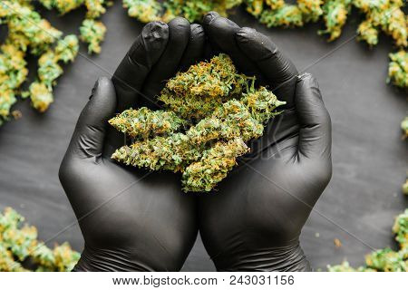 Grinder A Lot Ofx Marijuana, Fresh Buds Of Cannabis Many Weed. Copy Spase Copy-space
