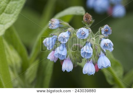 Symphytum Caucasicum Flowers Close Up Shot Local Focus