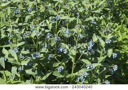 Symphytum Caucasicum Plant In A Big Group
