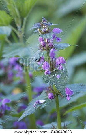 Lamium Maculatum Flowers Close Up Shot Local Focus
