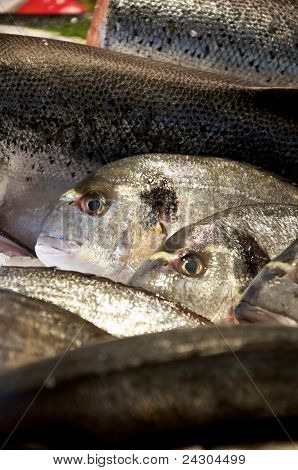 Pesca en el hielo