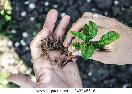Young Sprout In The Hands. Small Tree In The Hands. Top View. Orking In The Garden. Plant Transplant