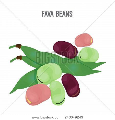 Exotic Fava Beans Heap, Nutritious And Healthy Food. Edible Product Full Of Vitamins And Proteins In
