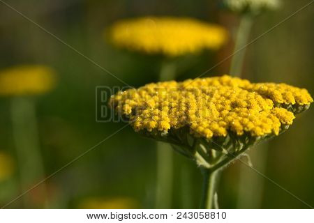 Blüte Der Goldgarbe Achillea Filipendulina Im Morgenlicht