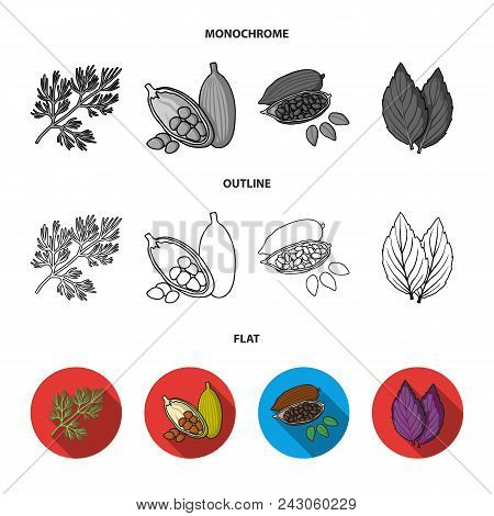 Dill, Cocoa Beans, Basil.herbs And Spices Set Collection Icons In Flat, Outline, Monochrome Style Ve