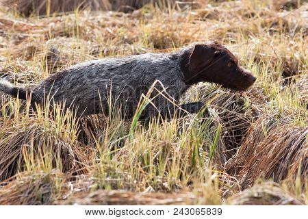 Hunting Dog German Wirehaired Pointer On The Meadow During The Bird Hunt